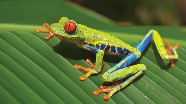 The Quiet Frog, made on adobe illustrator,… by Reid Randolph