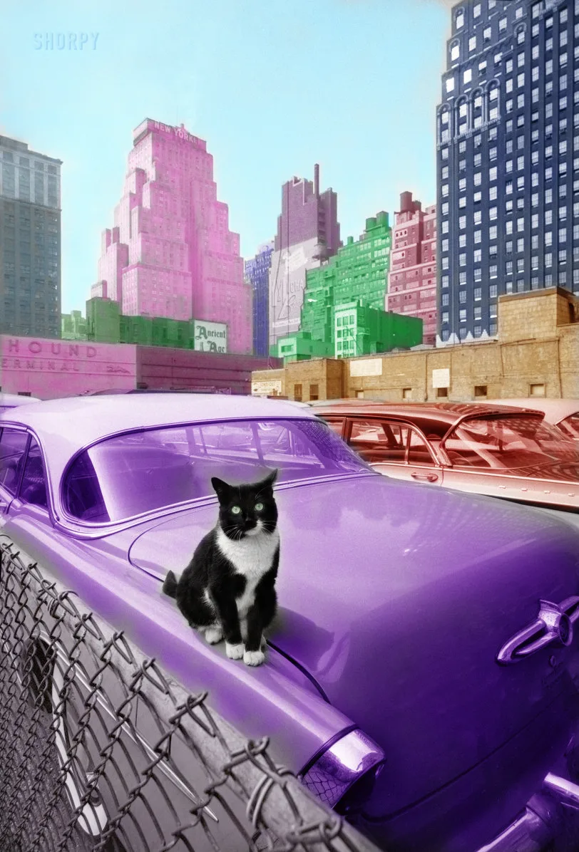 Cat & Buildings, Photoshop, Coloring Black & White Images by Ginger Huang