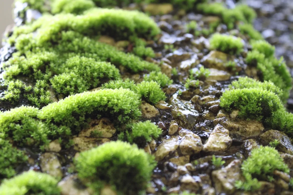 Moss by Paulo Gemoranon