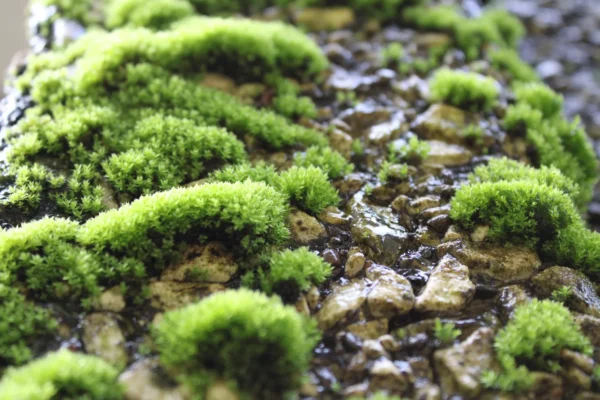 Moss by Paulo Gemoranon
