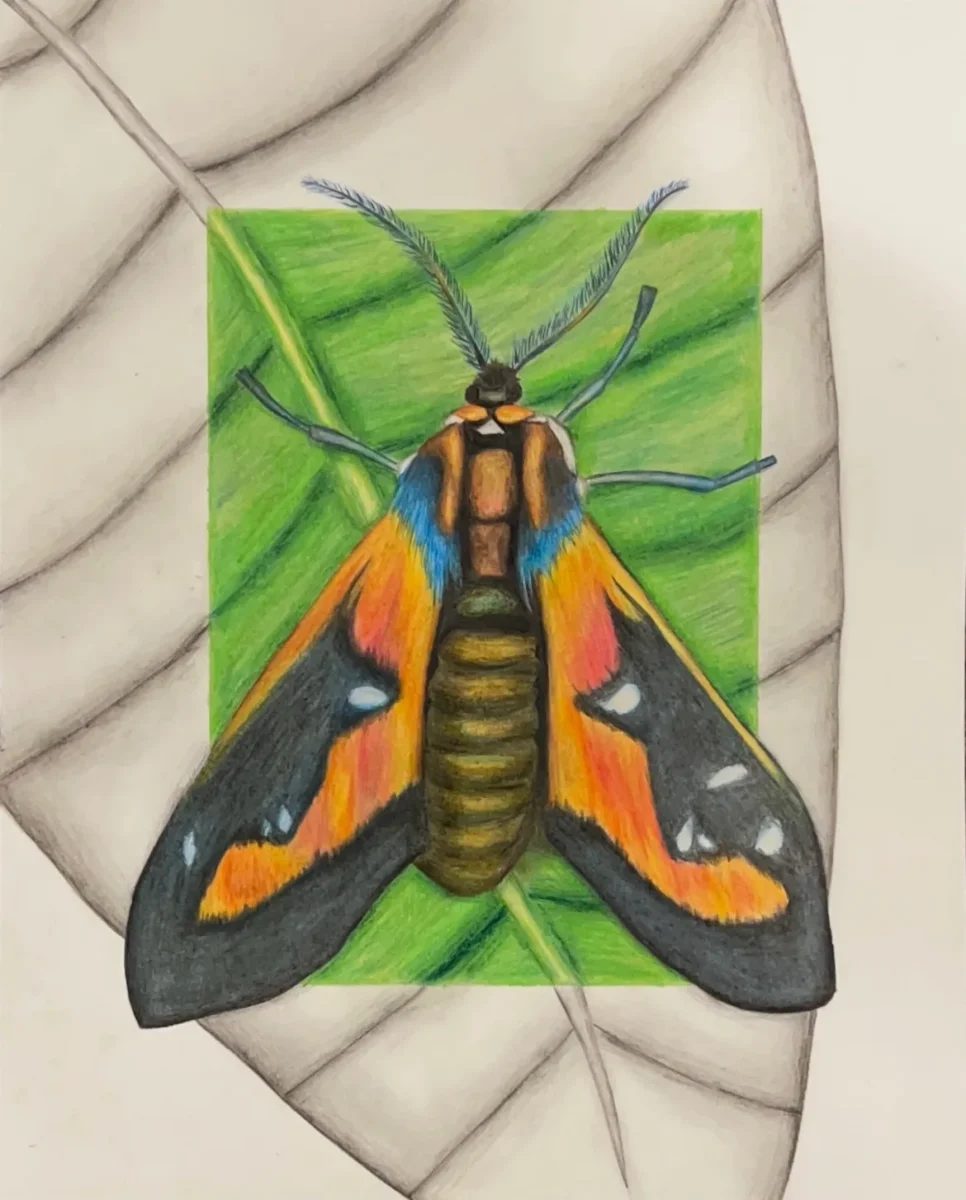 This moth is named the Chrysocale regalis moth, and it is an art piece in itself. I used many layers of colored pencils to try and bring its vibrant c by Miah Spangler