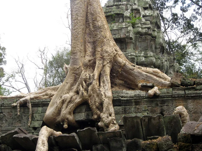 Ta Prohm, Cambodia